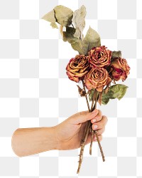 Png hand holding dried roses sticker, transparent background