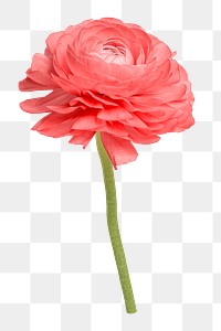 Pink ranunculus flower png sticker, transparent background