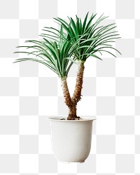 Agave palm tree png sticker, transparent background