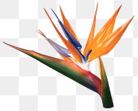 Png bird of paradise flower sticker, transparent background