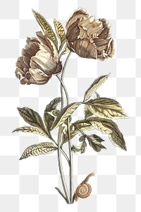 Vintage flower png sticker, transparent background