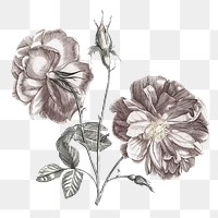 Camellia flower  png sticker, transparent background