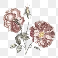 Camellia flower png sticker, transparent background