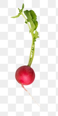 Radish png vegetable sticker, transparent background