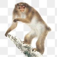 Japanese monkey png, vintage animal illustration, transparent background. Original public domain image by Kansetsu Hashimoto from Wikipedia. Digitally enhanced by rawpixel.