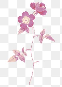 Png vintage flower illustration sticker, Japanese camellia, transparent background