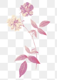 Png vintage flower illustration sticker, peony, transparent background