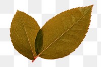 Brown leaf png sticker, transparent background