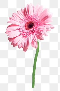 Pink daisy flower png sticker, transparent background