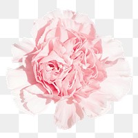 Pink carnations png sticker, transparent background