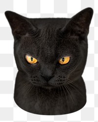 Png grumpy black cat sticker, transparent background