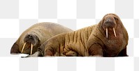 Walrus png sticker, transparent background