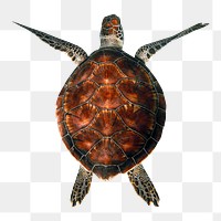 Sea turtle png sticker, transparent background