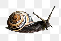 Striped snail png sticker, transparent background