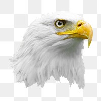 Bald eagle png sticker, transparent background