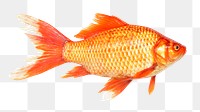 Prussian carp png sticker, transparent background