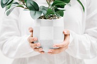 Houseplant pot png mockup, transparent design