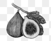 Fig, fruit sketch png sticker, transparent background