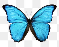 Blue butterfly png sticker, transparent background