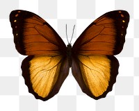 Brown butterfly png sticker, transparent background