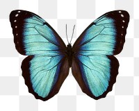 Blue butterfly png sticker, transparent background