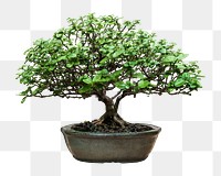 Japanese Bonsai tree png sticker, transparent background