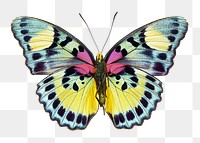 Euphaedra butterfly png sticker, transparent background