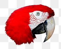 Macaw parrot png sticker, transparent background