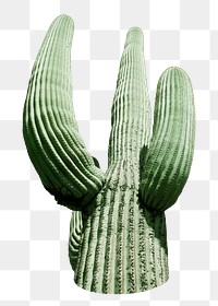 Saguaro cactus png sticker, transparent background