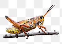 Lubber grasshopper png sticker, transparent background