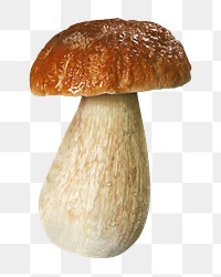 Penny bun mushroom png sticker, transparent background