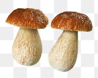 Penny bun mushroom png sticker, transparent background