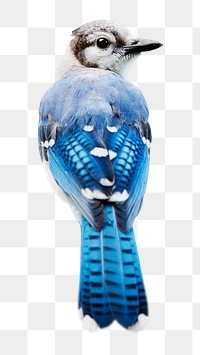 Blue jay png sticker, transparent background