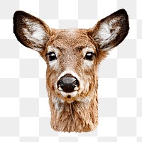 White-tailed deer png sticker, transparent background