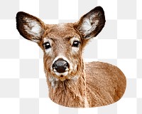 White-tailed deer png sticker, transparent background