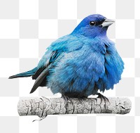 Png Indigo bunting bird sticker, transparent background