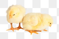 Baby chicks png sticker, transparent background