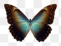 Blue butterfly png sticker, transparent background