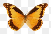 Yellow butterfly png sticker, transparent background