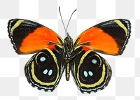 Callicore butterfly png sticker, transparent background