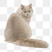 Persian cat png sticker, transparent background