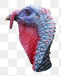 Turkey bird head png sticker, transparent background