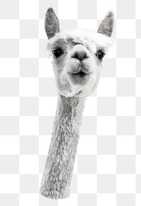 Alpaca animal png sticker, transparent background