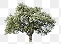 Apple blossom tree png sticker, transparent background