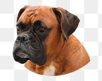 Boxer dog png sticker, transparent background