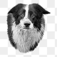 Collie dog  png sticker, transparent background