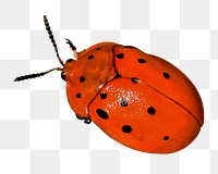 Red ladybug png sticker, transparent background