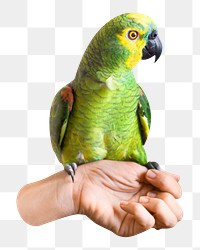 Green parrot png sticker, transparent background 