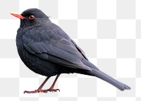 Common blackbird png sticker, transparent background