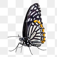 Black butterfly png sticker, transparent background